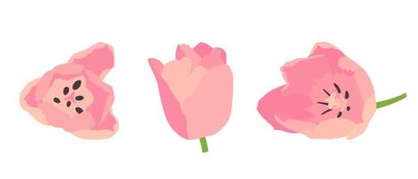 conjunto de rosado tulipán brotes ilustración en un blanco antecedentes. vector