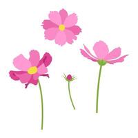 Set of pink cosmea flowers on a white background. . vector