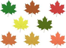 Multicolored autumn maple leaves on transparent background, fall vector