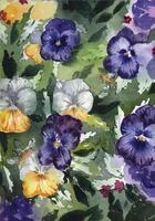 Hand painted watercolor pansies. Purple and yellow watercolor pansies. Floral background. vector