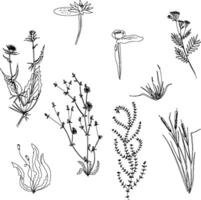 Set of plants in LineArt format. Chicory, lotus, field herbs and aquatic plants. Black and white image. vector