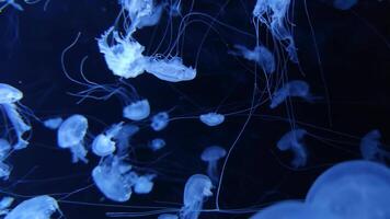 Jellyfish 4K footage, marine clip, sea creatures close view video