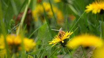 lent mouvement de une abeille collecte nectar sur une pissenlit fleur video