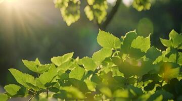 zonlicht door groen gebladerte video