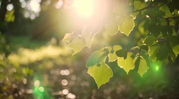 luz de sol mediante verde follaje video