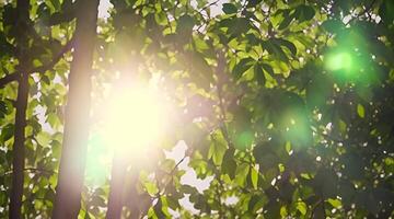 Sunlight Through Verdant Foliage video