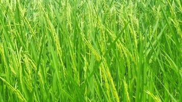 orejas de verde arroz revoloteó en el viento. video