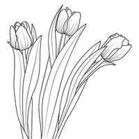 Outline Tulip Flowers vector