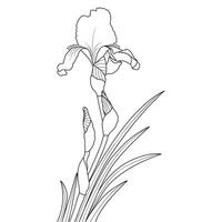 Outline Blooming Iris Flower vector