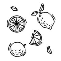 Doodle drawing of lemon and orange isolated on white background, drawn by pen. Thumbnail for coloring the booking page. illustration of vega fruit vector