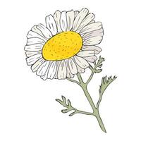 Hand drawn chamomile illustration. Wild flower with white petals. Summer botany. Treatment plant. Divination for love. Color sketching. vector