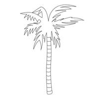 Palm tree sketch. Tropical beach tree. Palm leaves. Outline exotic plant. Linear botany. Tree trunk. isolated object. Drawn. Nature. Illustration. vector