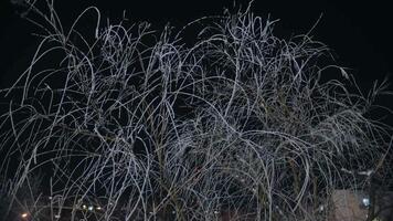 un árbol cubierto con hielo y nieve. ramas en el nieve. nuevo años humor. noche. video