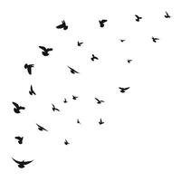 Sketch of a silhouette of a flock of migrating, flying birds. Takeoff, flying, flight, flutter, fly, hover, soar, landing, isolated vector