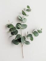 Green Plant With Leaves on White Background photo