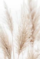 Bunch of White Flowers Close Up photo