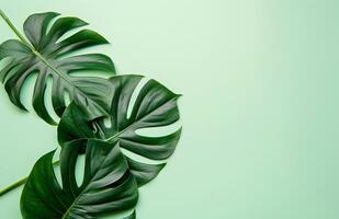 Two Large Green Leaves on Green Background photo