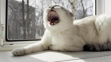 Light-colored Scottish Fold cat with a charmingly crooked tooth yawning while lounging in the sunbeams on a windowsill video