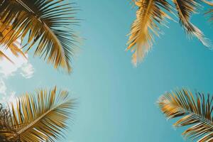 Palm Trees Swaying Against Blue Sky With Clouds photo
