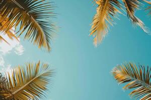 Palm Trees Swaying Against Blue Sky With Clouds photo