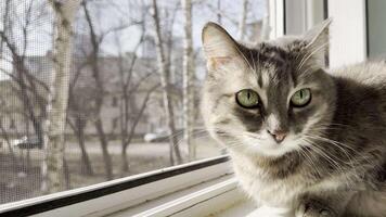 cinzento gato com impressionante verde olhos deleita-se dentro a reconfortante abraço do luz solar em uma peitoril da janela video