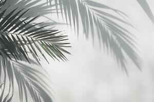 palma árbol en negro y blanco foto