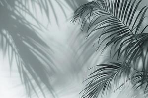 Palm Tree in Black and White photo