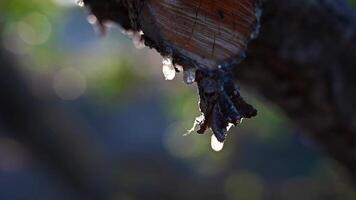 selektiv fokus på mastik droppar ljusna och tindra i de solljus. skön bokeh bakgrund. chios ö, grekland. video