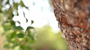 selettivo messa a fuoco su il mastice trasuda nel lacrime su di il ramo di un' mastice albero. mastice gocce Brighten e scintillio nel il luce del sole. bellissimo bokeh sfondo. chios isola, Grecia. video