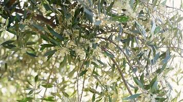 Close-up blooming olive tree branches swaying in slow motion with beautiful bokeh background. Sunlight shining through the foliage with the rays. Olive farm in Chios Greece video