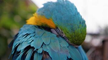 azul guacamayo loro estar en un árbol de un zoo video