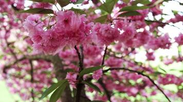 Afdeling van roze bloeiend Japans kers bloesem fladderend in de wind. mooi sakura bloemen gedurende voorjaar seizoen in de park, flora patroon textuur, natuur bloemen achtergrond video