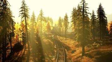 Decrepit railroad tracks traversing a forest of fir trees at sundown video