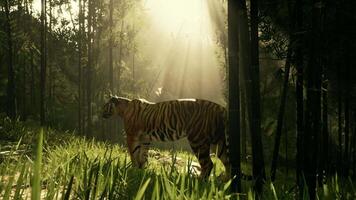 With the sun shining down a mammoth Bengal tiger hunts for its next meal video