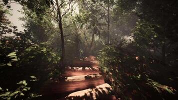 Walking along a foggy trail in the lush jungle video