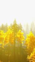 betoverend pijnboom Woud in de bergen gedurende herfst zonsondergang video