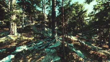 On barren rocky cliffs, towering pines grow video