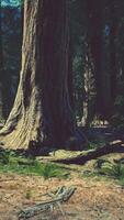 Early morning sunlight in the Sequoias of Mariposa Grove video