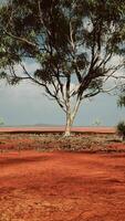 africano paesaggio con un' bellissimo acacia alberi video