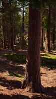 sequoias gigantes no bosque da floresta gigante no parque nacional das sequoias video