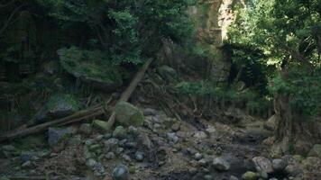 un' sereno ruscello fluente attraverso un' vivace australiano foresta pluviale. montagna sentiero video