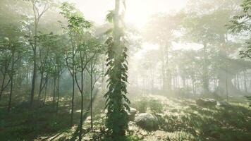 bosque verde en la luz del sol de la mañana video