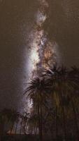 Starry night sky against with coconut palm trees video