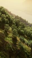 Aerial top view of rainforest ecosystem and healthy environment video