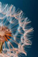 AI generated Blowball of dandelion with fluffy seed photo