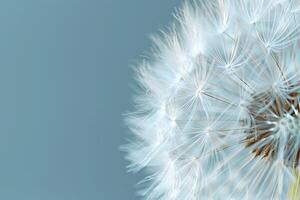 Blowball of dandelion with fluffy seed photo