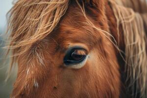 Icelandic Horse With Wind Blown Mane photo