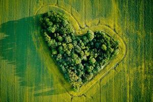 Heart made of trees in rapeseed field, aerial view photo