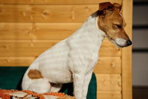 Dog relaxing on sofa in living room photo