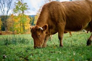 marrón vaca pasto en campo con verde césped foto